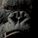 KingKong
